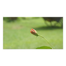 FLEUR ART PHOTOGRAPHIQUE