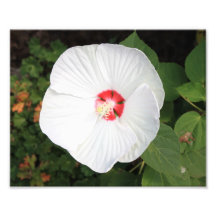 Fleur blanche art photographique