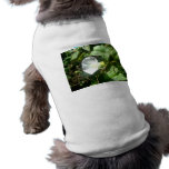 Fleur blanche de gloire fleurissant un jour ensole t-shirt pour animal domestique