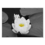 Fleur blanche et jaune de protection de lis photographies d’art