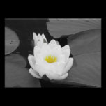 Fleur blanche et jaune de protection de lis photographie