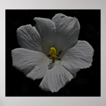Fleur blanche poster