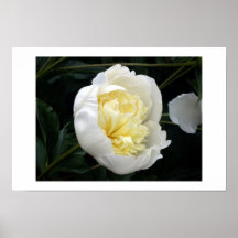 Fleur blanche posters