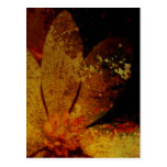Fleur blanche rustique cartes postales