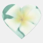 Fleur blanche tropicale de Plumeria Autocollant En Cœur