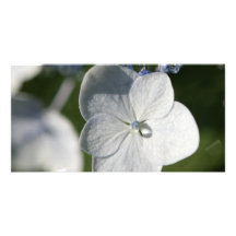 Fleur bleu-clair avec la baisse de pluie photocartes