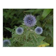 fleur bleue cartes postales