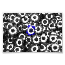 Fleur bleue parmi la copie noire et blanche photographe