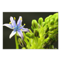 Fleur bleue photographie d’art