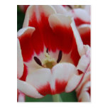 Fleur Carte Postale