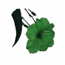 Fleur colorized par vert mexicain de pétunia photos en relief