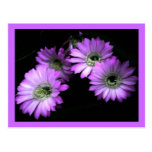 Fleur de cactus carte postale