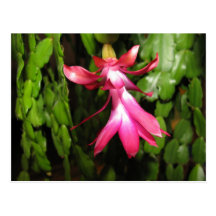 Fleur de cactus cartes postales