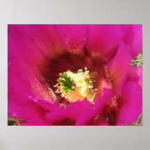 Fleur de cactus affiches