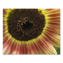 Fleur de chute impression photo