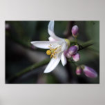 Fleur de citron sur la copie de toile affiche