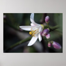 Fleur de citron sur la copie de toile affiche