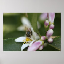 Fleur de citron sur la toile, copie de la version  posters