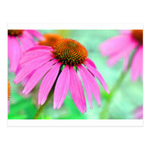 Fleur de cône cartes postales