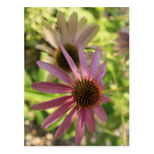 Fleur de cône cartes postales