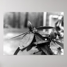 Fleur de Contrqasting en noir et blanc Affiches