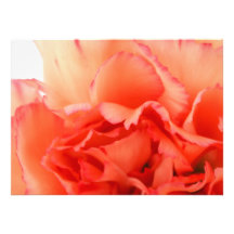 Fleur de corail de fleur d'oeillet invitation