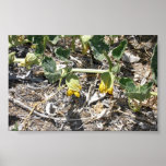 Fleur de courge aux ressorts de crique de maïs dan affiche