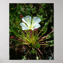 Fleur de désert de Sonoran Affiche