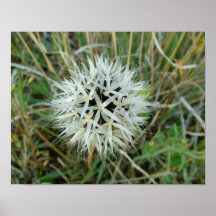 Fleur de désert affiches