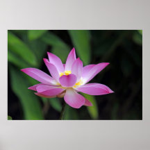 Fleur de fleur de Lotus Affiche