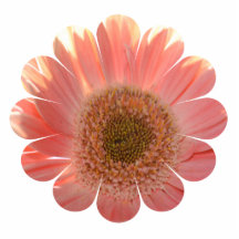 Fleur de Gerbera de pêche Photo Sculpture