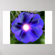 Fleur de gloire de matin posters