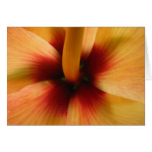 Fleur de ketmie cartes