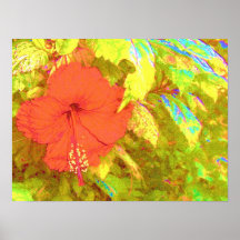 Fleur de ketmie posters