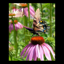 fleur de La de sur de papillon posters