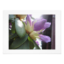Fleur de la sagesse art photographique