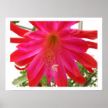 Fleur de l'amour poster