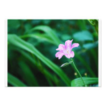 Fleur de lavande faire-parts