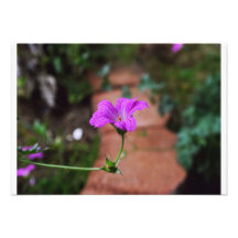 Fleur de lavande faire-parts