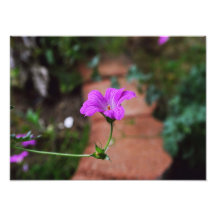 Fleur de lavande photographe