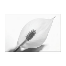 Fleur de Lilly de calla Toile Tendue Sur Châssis