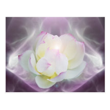 Fleur de lotus blanc carte postale