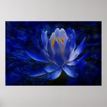 Fleur de Lotus et sa signification Affiches