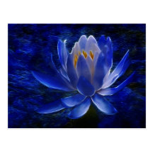 Fleur de Lotus et sa signification Carte Postale