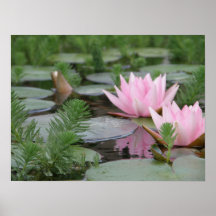 Fleur de Lotus/nénuphar Affiche