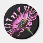 Fleur de marguerite africaine aimants