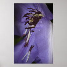 Fleur de mort au crépuscule affiche