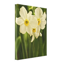 Fleur de narcisse de ressort (jonquille) impressions sur toile
