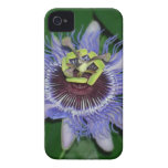 Fleur de passion de caerulea de passiflore de fleu coque iPhone 4