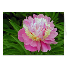 Fleur de pivoine carte